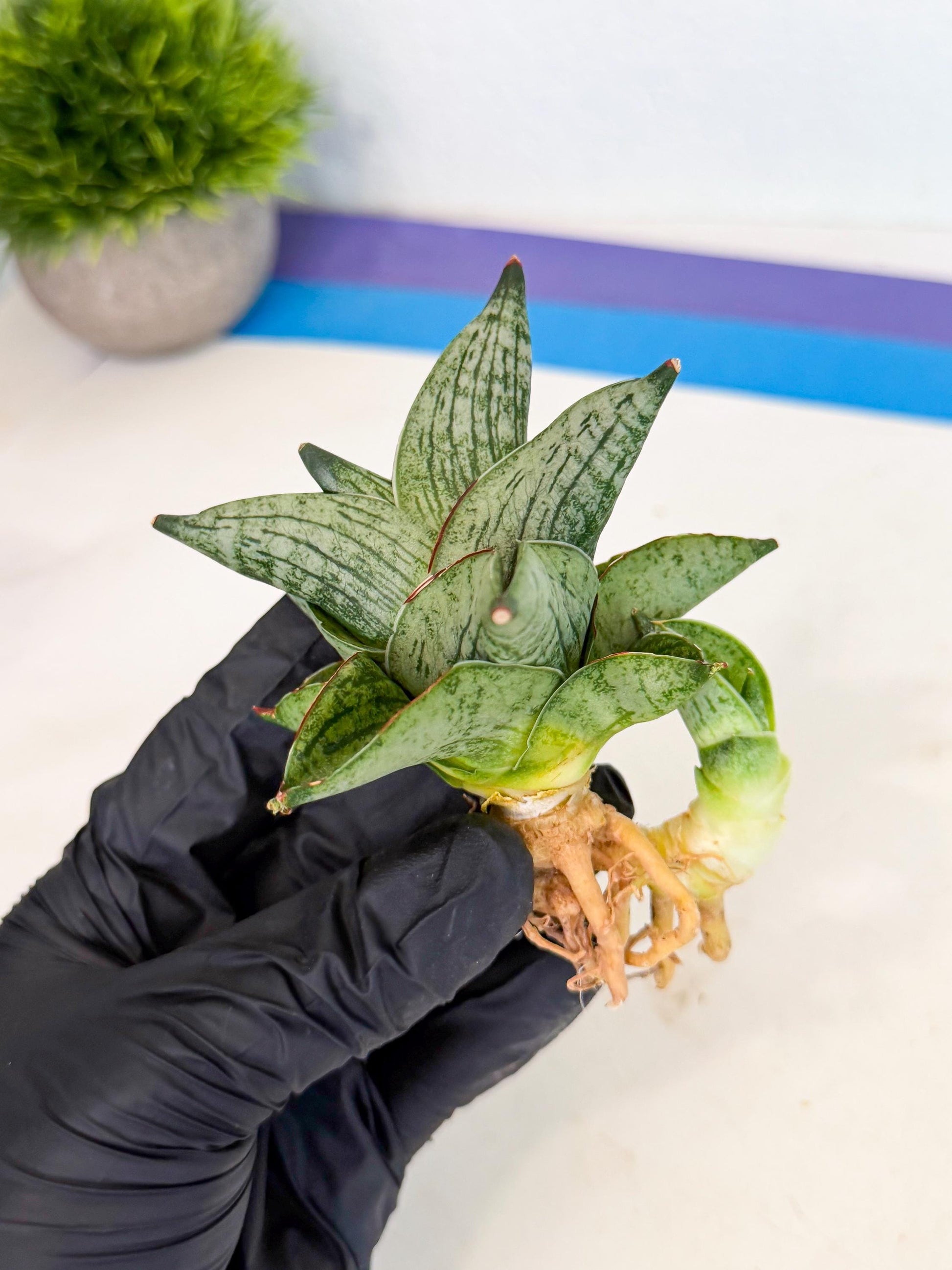 Sansevieria Pumila (ca3) (11) | Rare Houseplant