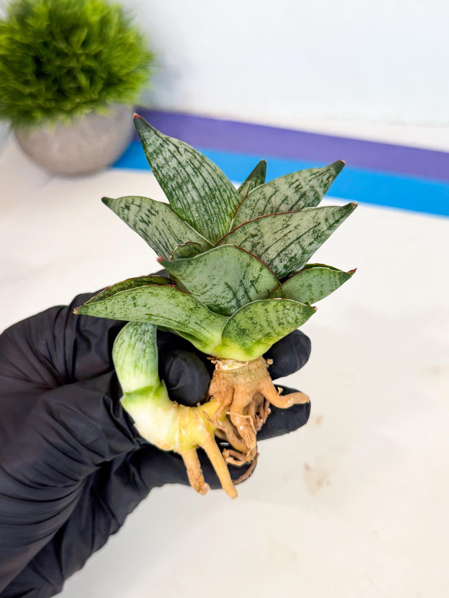 Sansevieria Pumila (ca3) (11) | Rare Houseplant