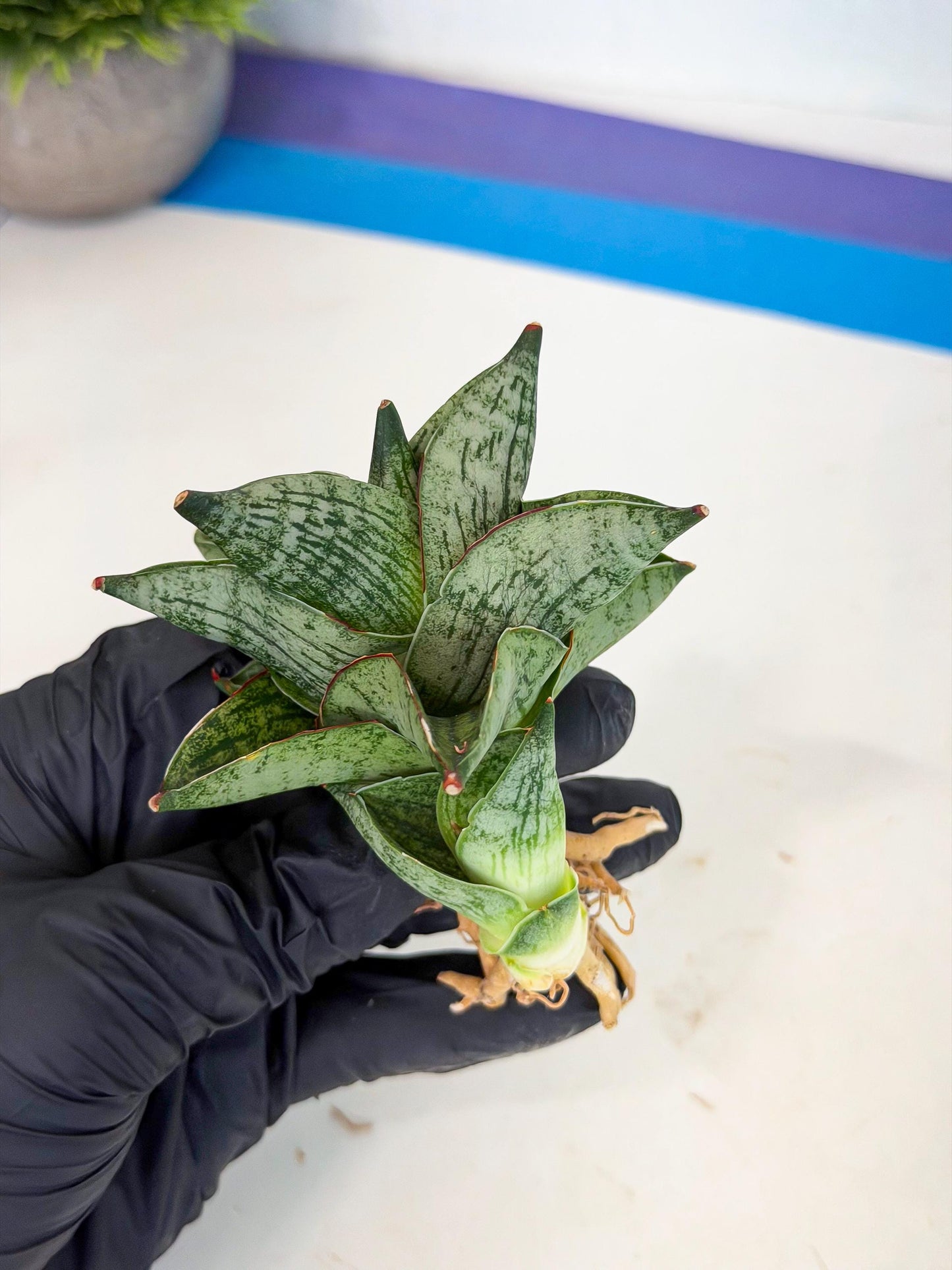 Sansevieria Pumila (ca3) (12) | Rare Houseplant