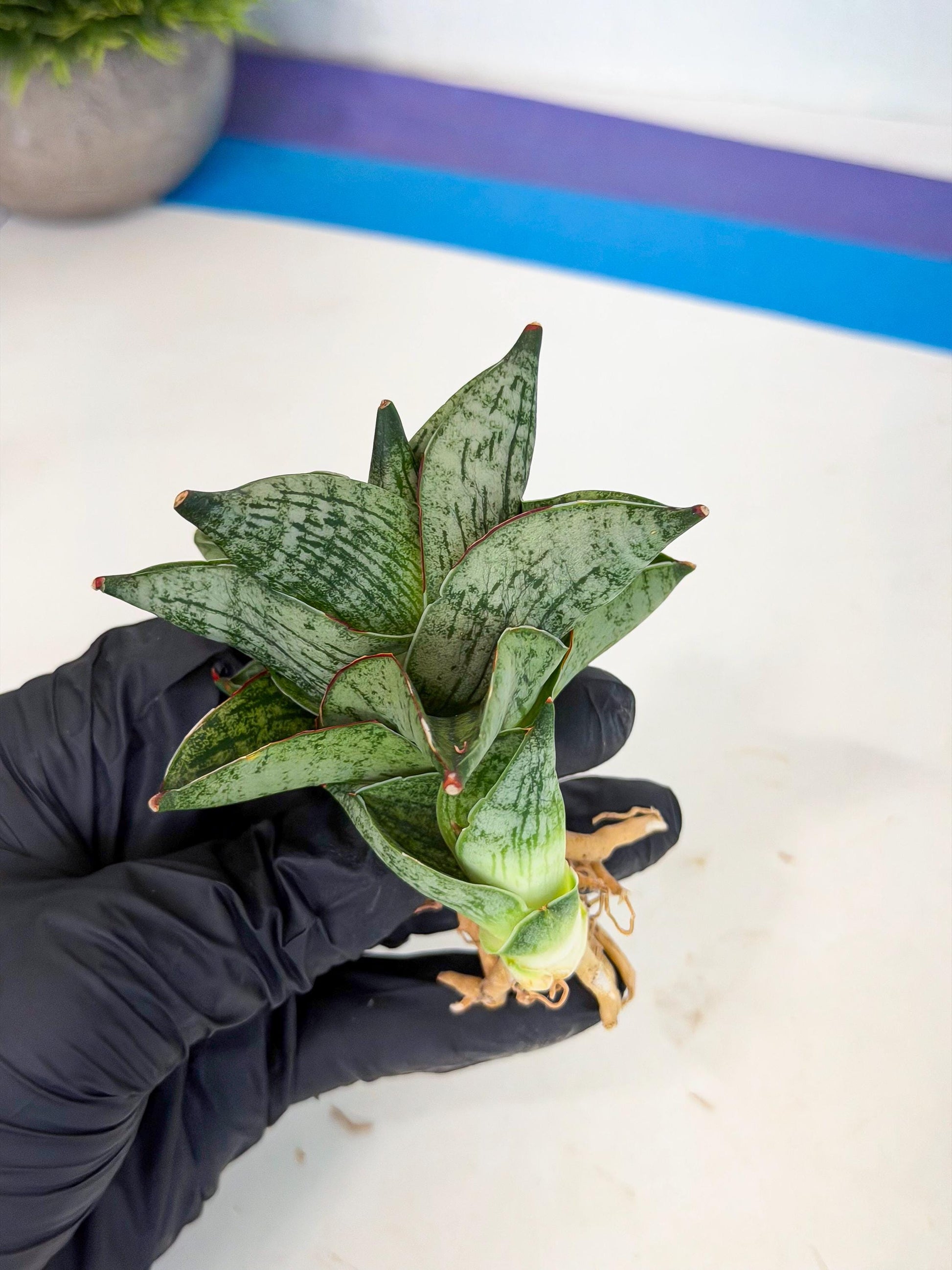 Sansevieria Pumila (ca3) (12) | Rare Houseplant
