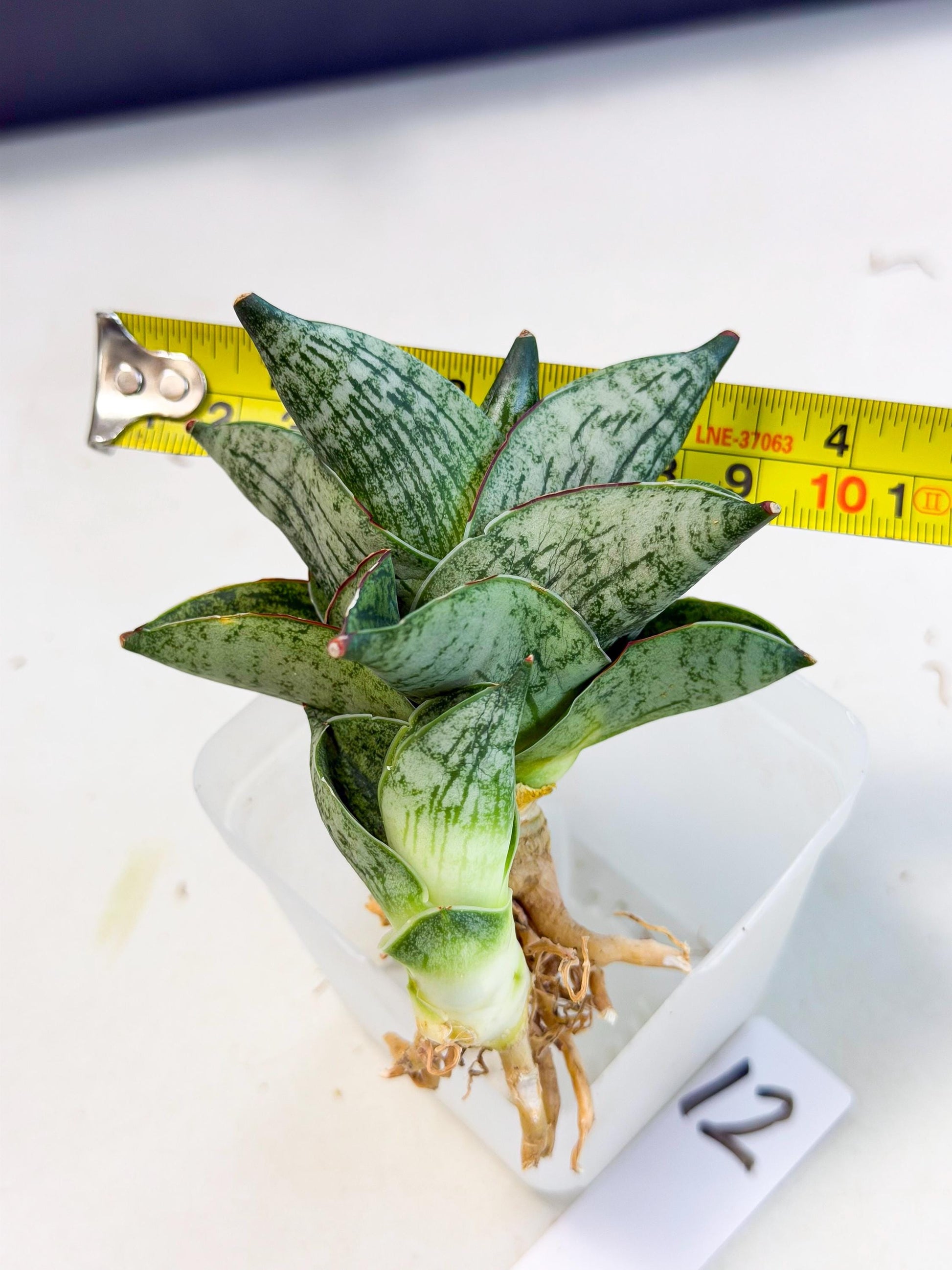 Sansevieria Pumila (ca3) (12) | Rare Houseplant