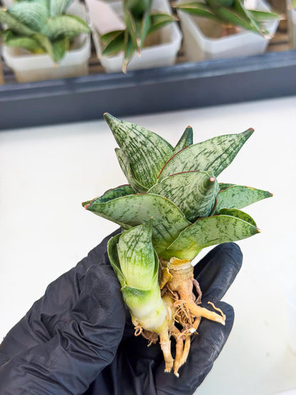 Sansevieria Pumila (ca3) (12) | Rare Houseplant