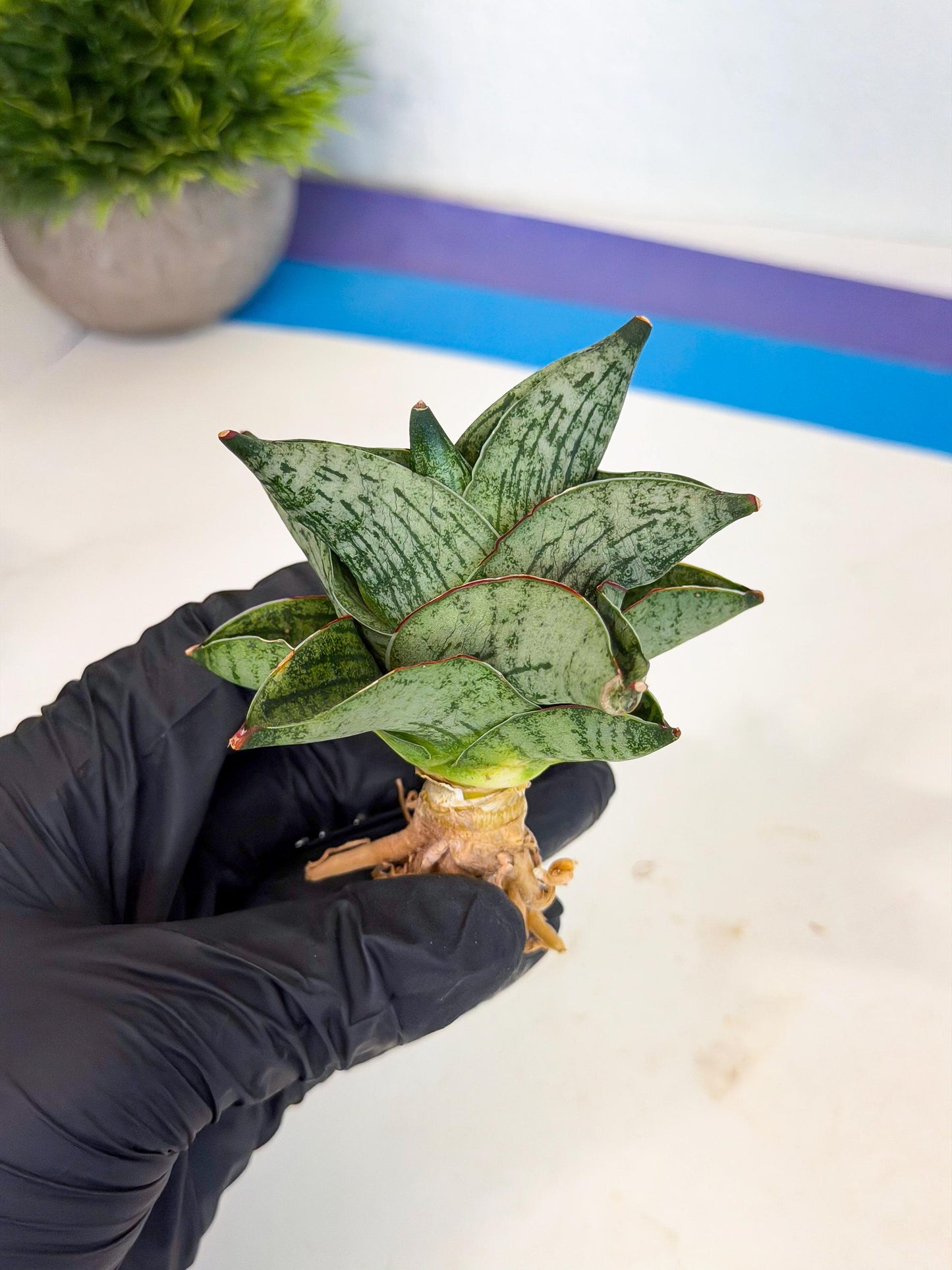 Sansevieria Pumila (ca3) (12) | Rare Houseplant