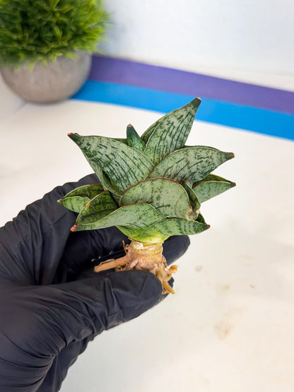 Sansevieria Pumila (ca3) (12) | Rare Houseplant