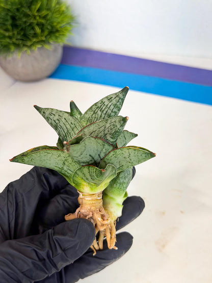 Sansevieria Pumila (ca3) (12) | Rare Houseplant
