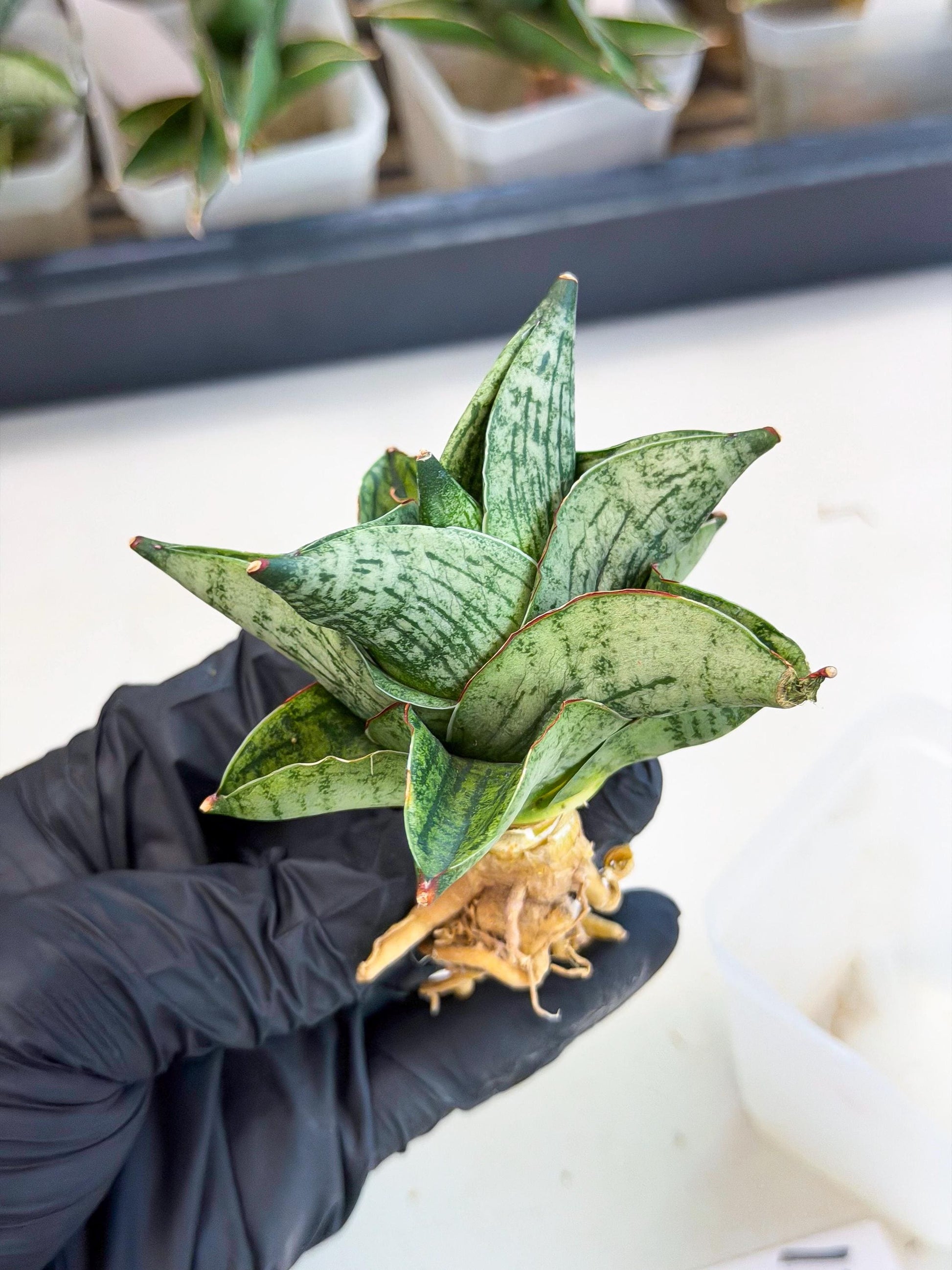 Sansevieria Pumila (ca3) (12) | Rare Houseplant