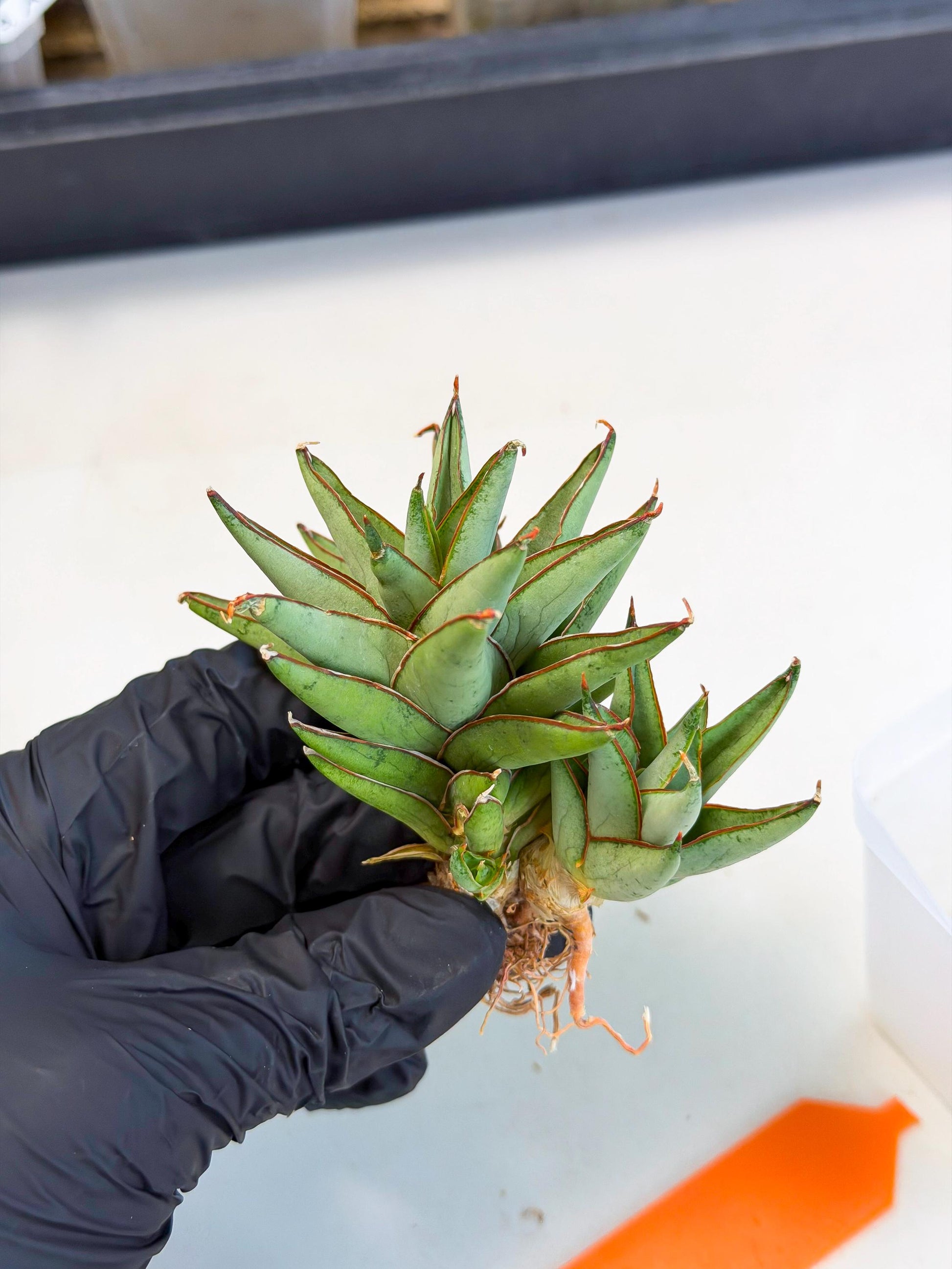 Sansevieria Baby Yoda (ca5) (o) | Dwarf hybrid