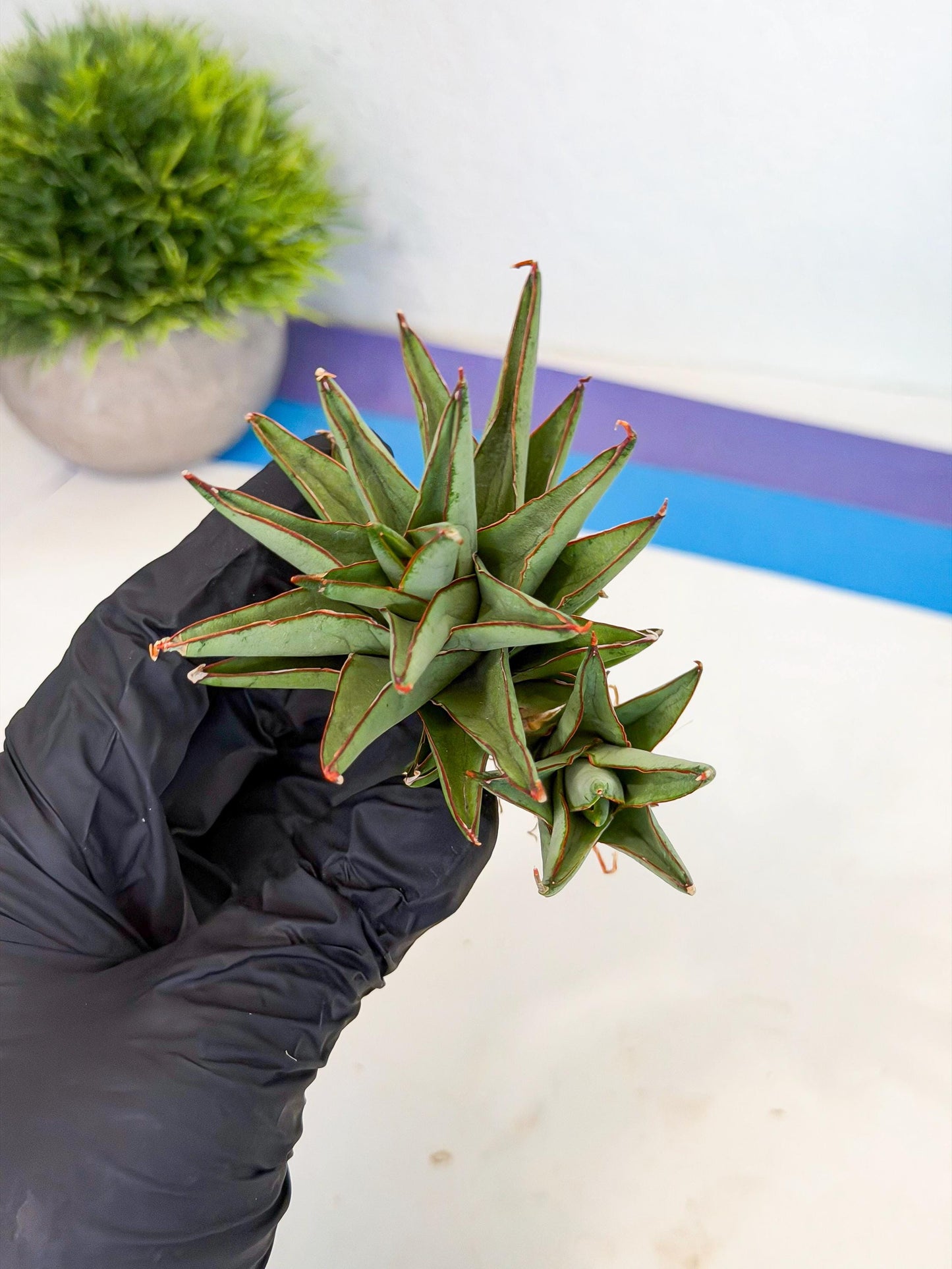 Sansevieria Baby Yoda (ca5) (o) | Dwarf hybrid
