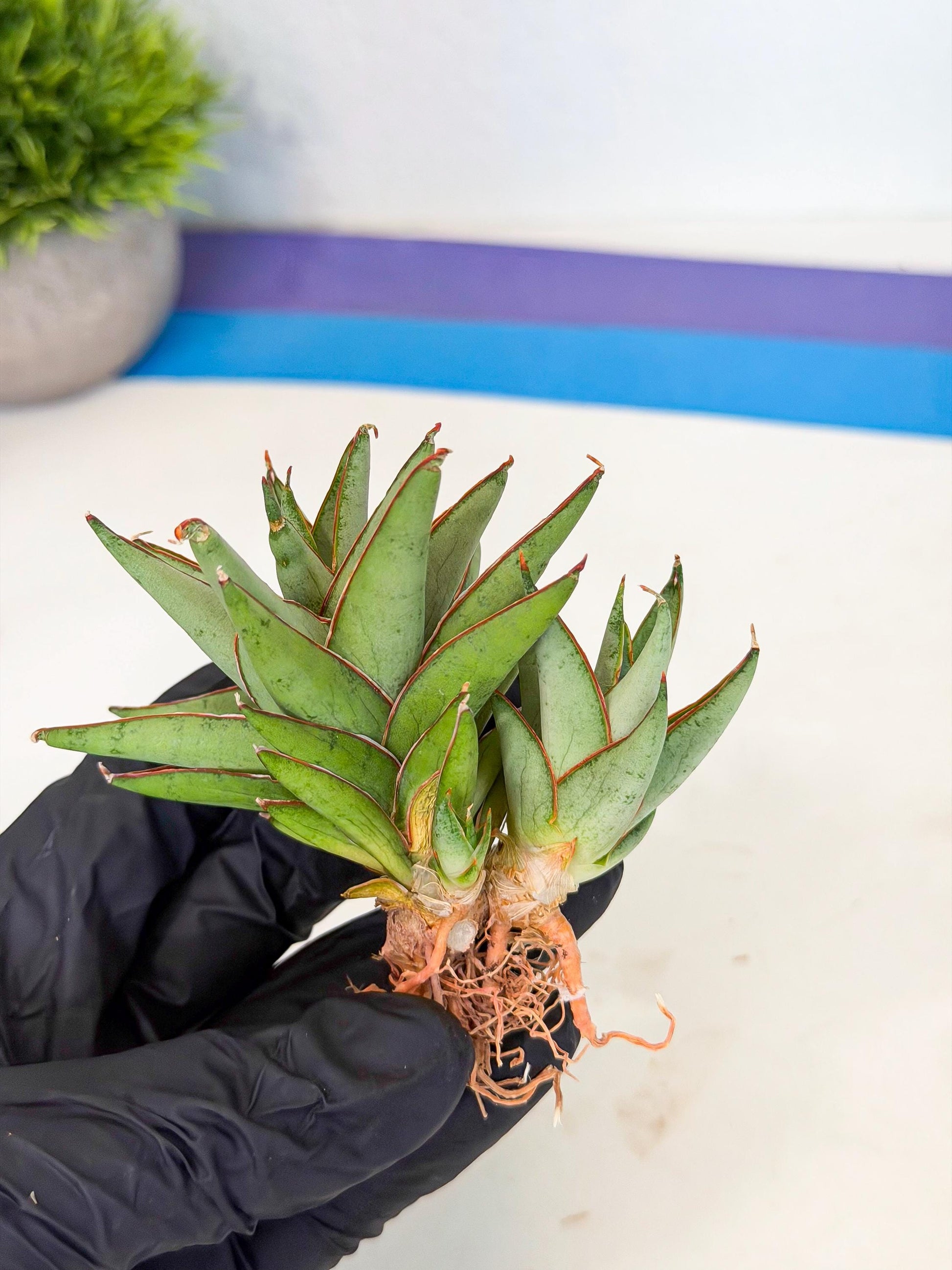 Sansevieria Baby Yoda (ca5) (o) | Dwarf hybrid