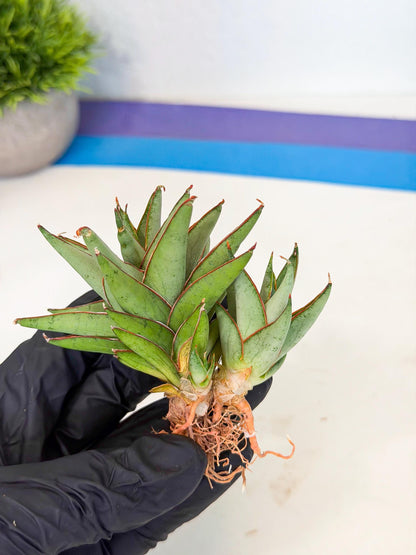 Sansevieria Baby Yoda (ca5) (o) | Dwarf hybrid