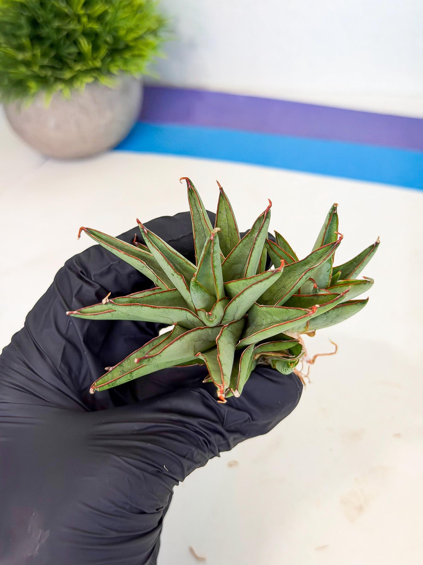 Sansevieria Baby Yoda (ca5) (o) | Dwarf hybrid