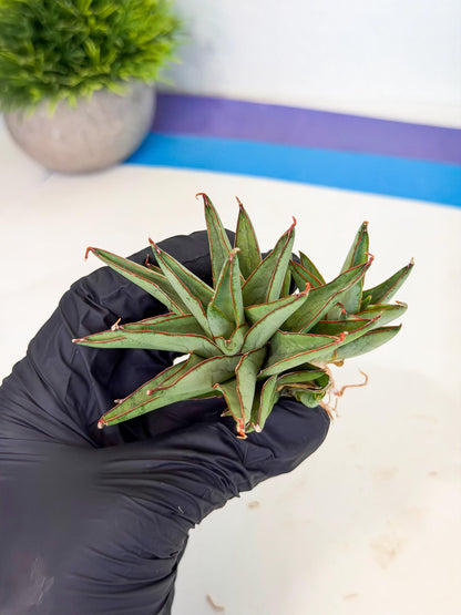 Sansevieria Baby Yoda (ca5) (o) | Dwarf hybrid
