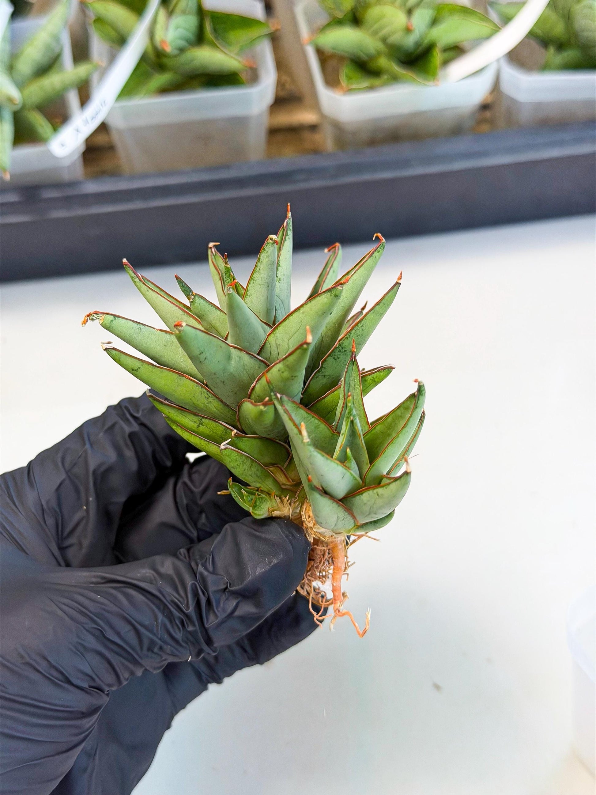 Sansevieria Baby Yoda (ca5) (o) | Dwarf hybrid