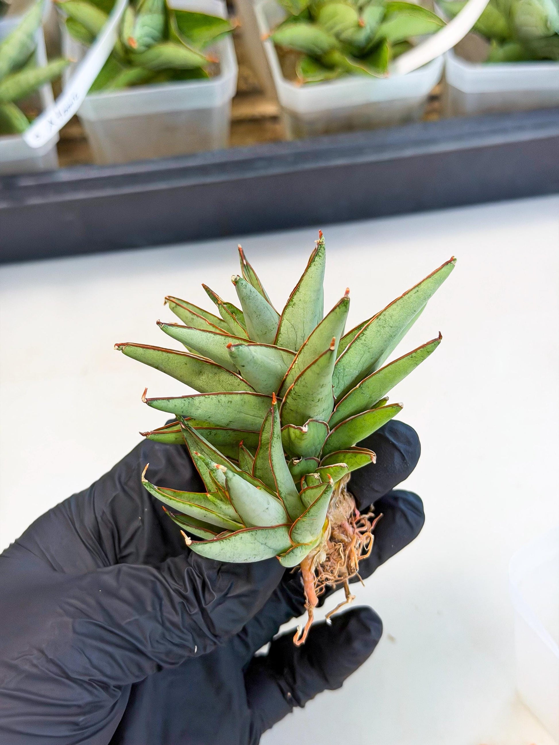 Sansevieria Baby Yoda (ca5) (o) | Dwarf hybrid