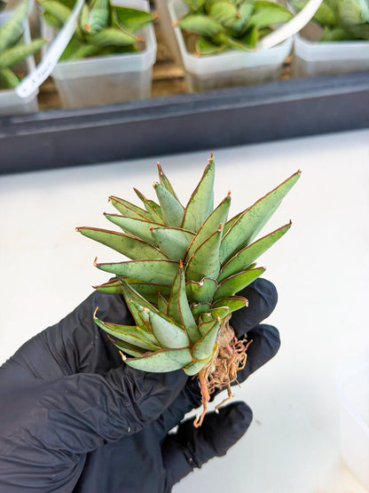 Sansevieria Baby Yoda (ca5) (o) | Dwarf hybrid