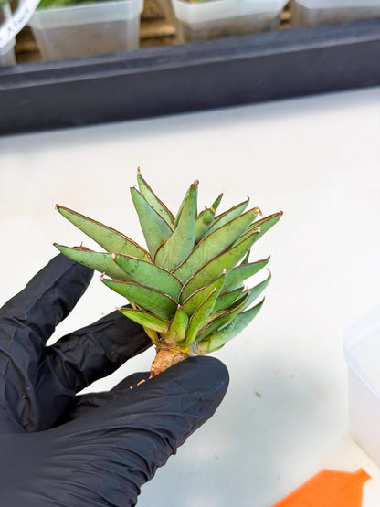 Sansevieria Baby Yoda (ca5) (o) | Dwarf hybrid