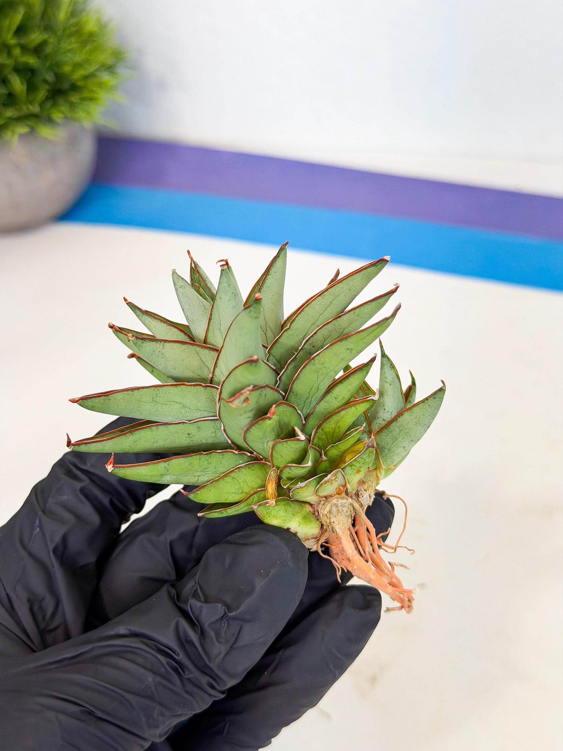 Sansevieria Baby Yoda (ca5) (p) | Dwarf hybrid