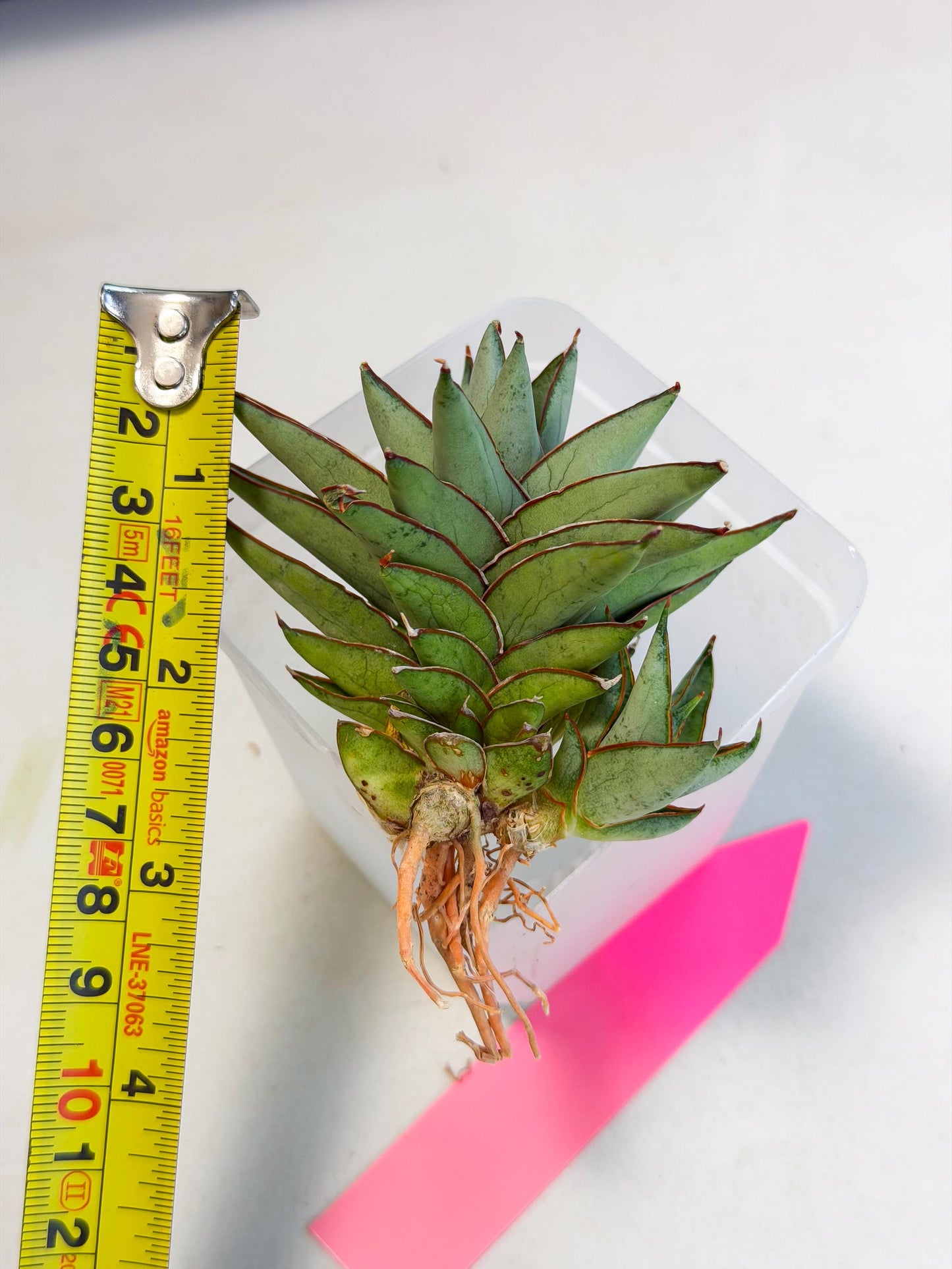 Sansevieria Baby Yoda (ca5) (p) | Dwarf hybrid