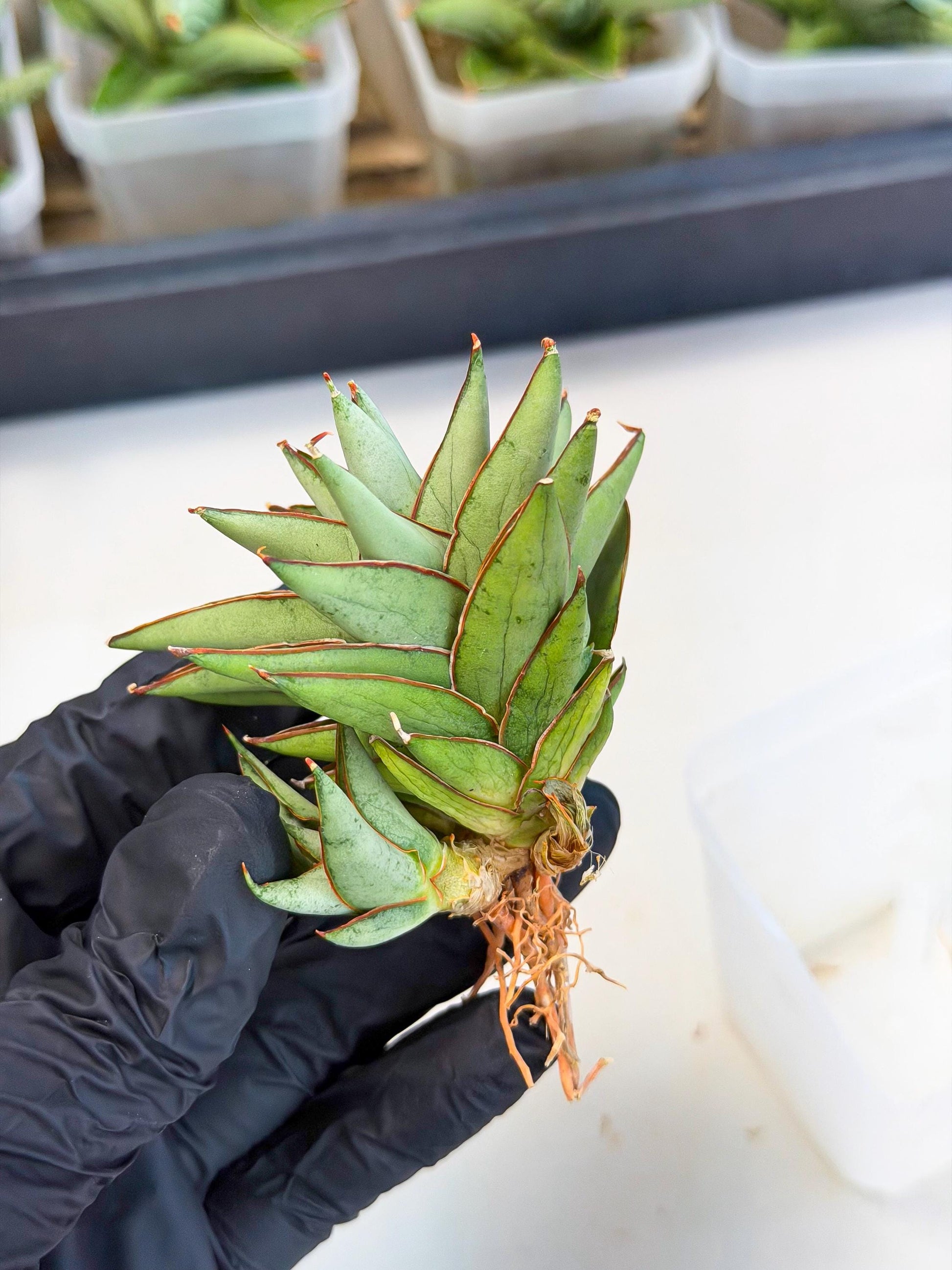 Sansevieria Baby Yoda (ca5) (p) | Dwarf hybrid