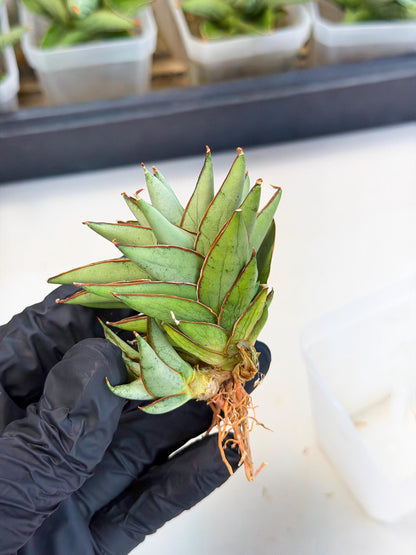 Sansevieria Baby Yoda (ca5) (p) | Dwarf hybrid