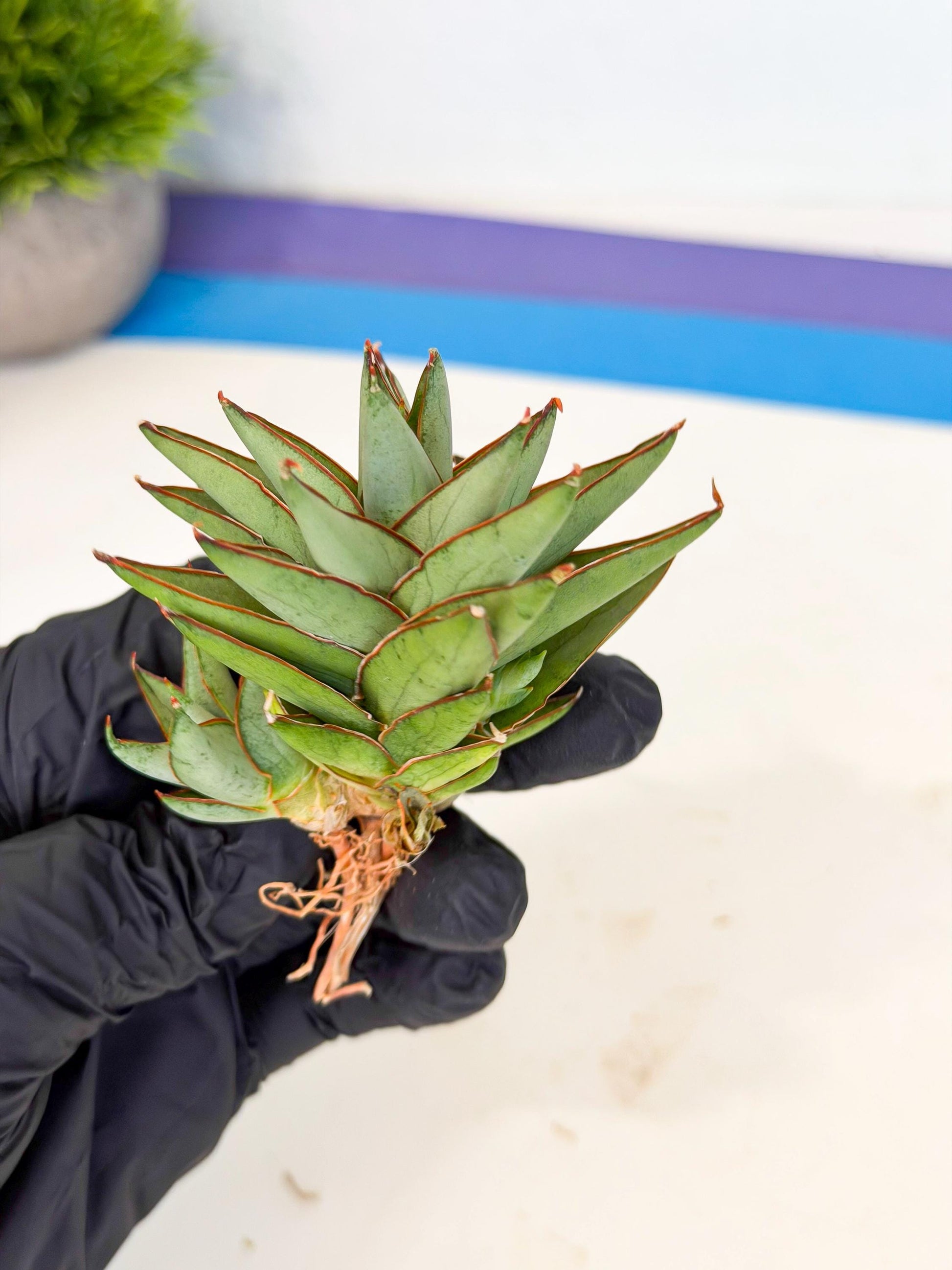 Sansevieria Baby Yoda (ca5) (p) | Dwarf hybrid