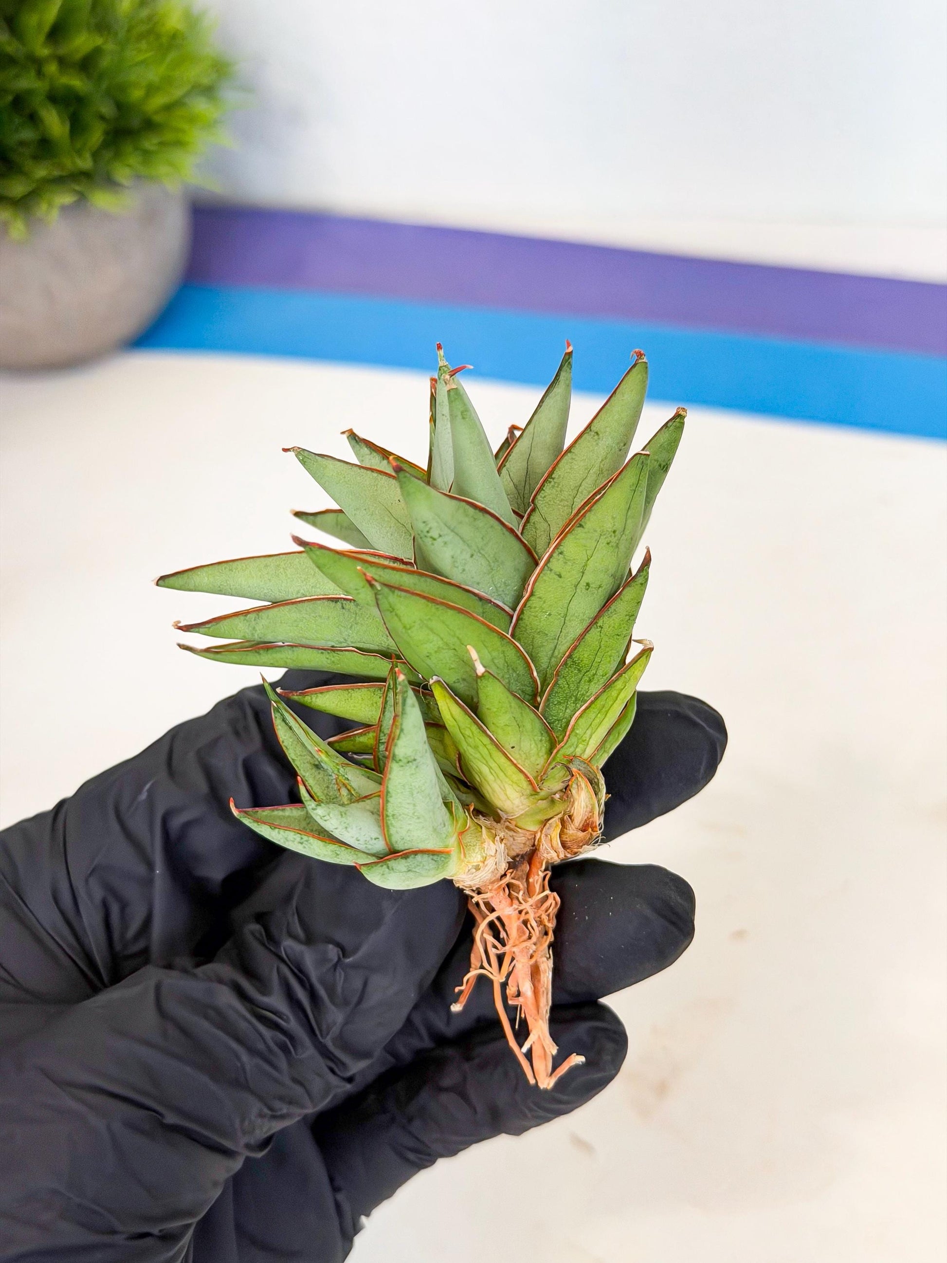 Sansevieria Baby Yoda (ca5) (p) | Dwarf hybrid