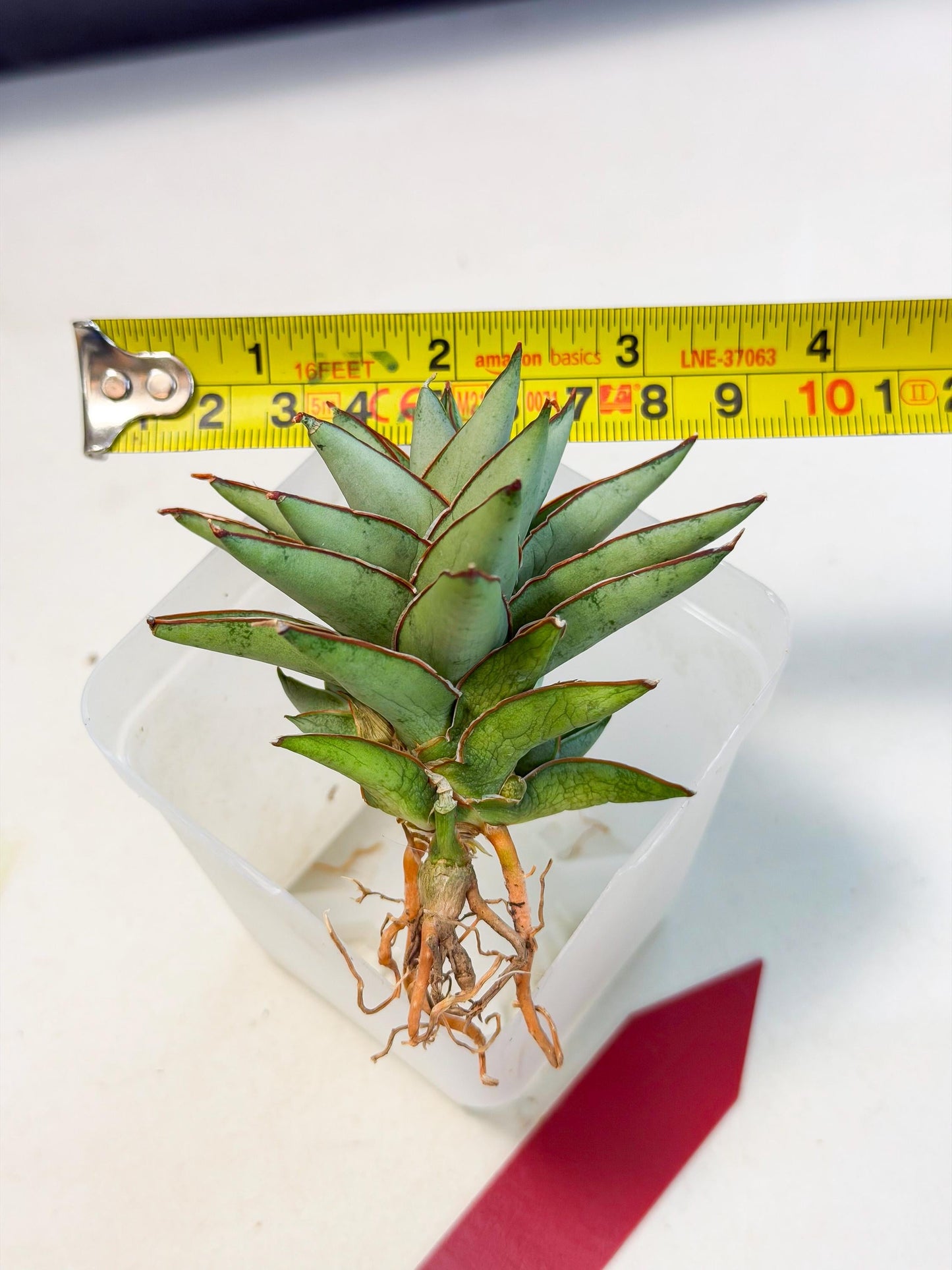 Sansevieria Baby Yoda (ca5) (r) | Dwarf hybrid