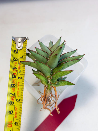 Sansevieria Baby Yoda (ca5) (r) | Dwarf hybrid