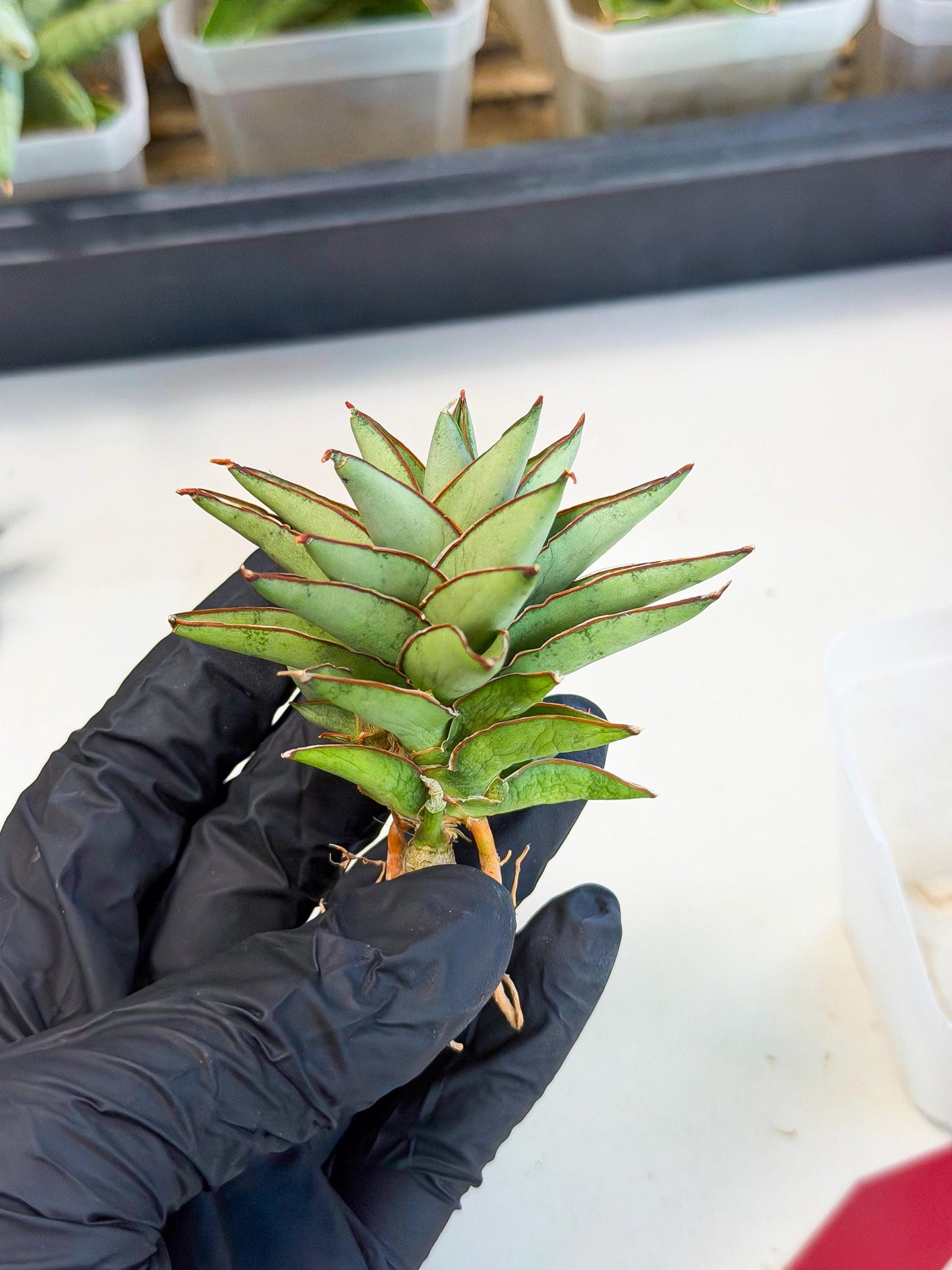 Sansevieria Baby Yoda (ca5) (r) | Dwarf hybrid