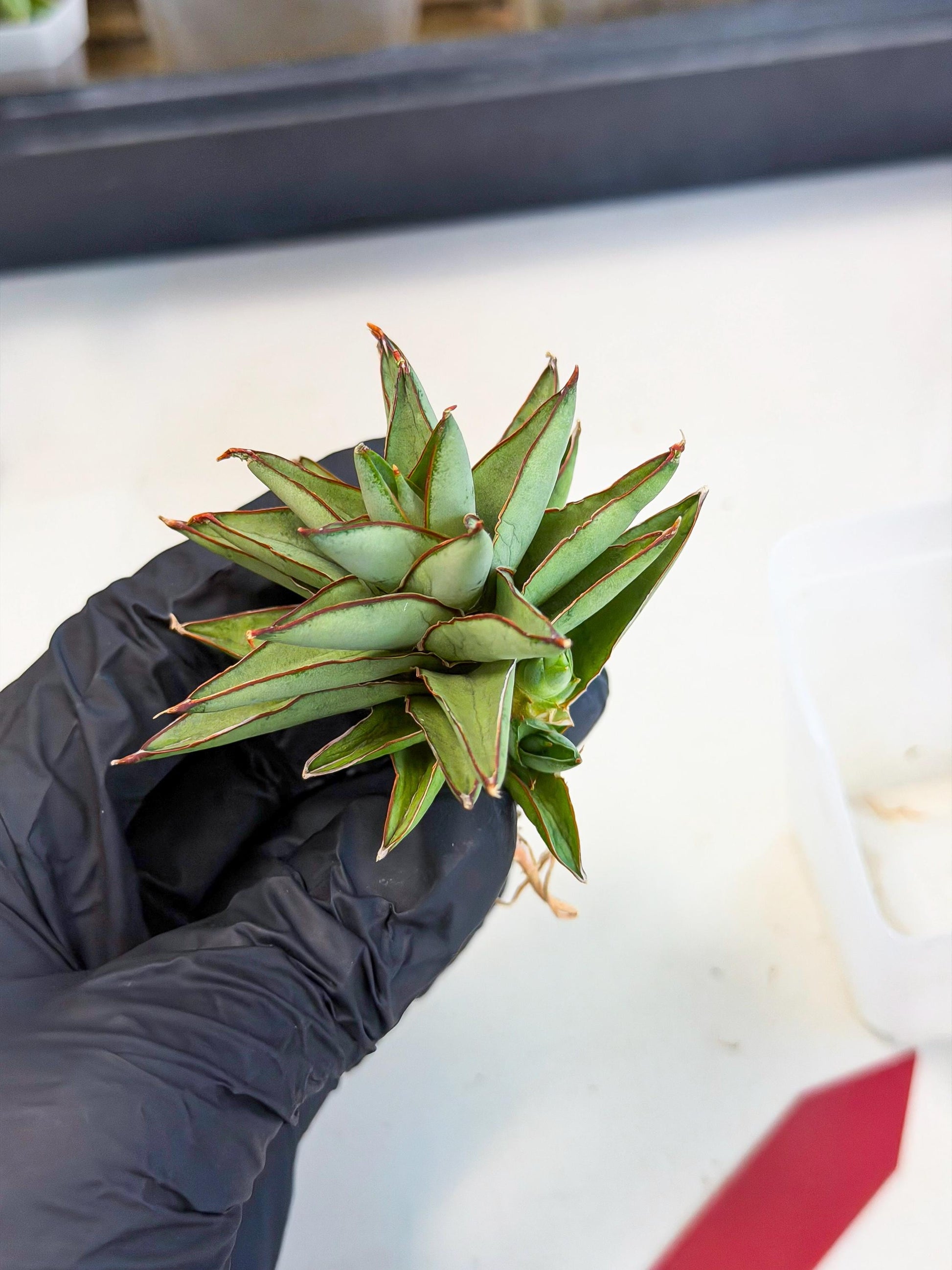 Sansevieria Baby Yoda (ca5) (r) | Dwarf hybrid