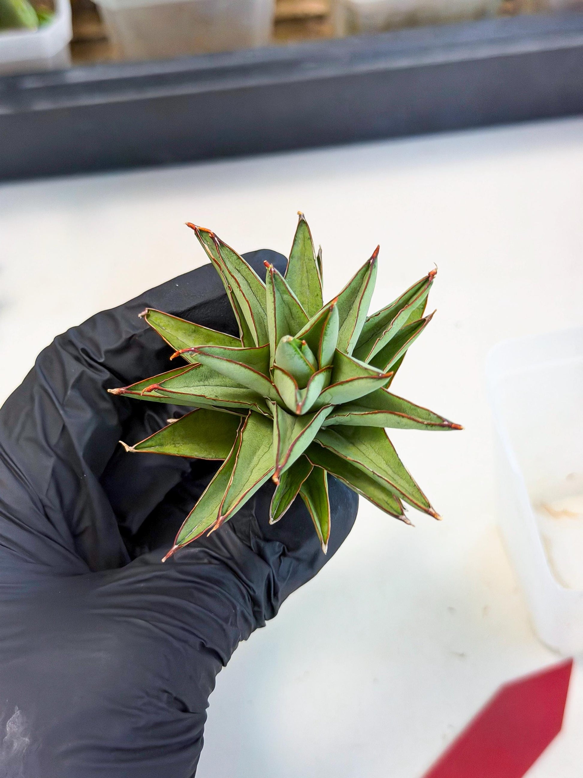 Sansevieria Baby Yoda (ca5) (r) | Dwarf hybrid