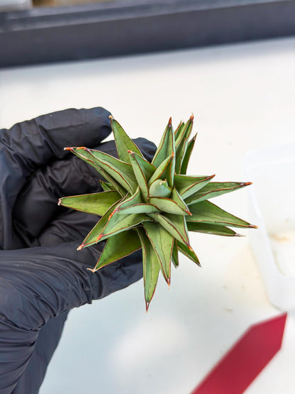 Sansevieria Baby Yoda (ca5) (r) | Dwarf hybrid