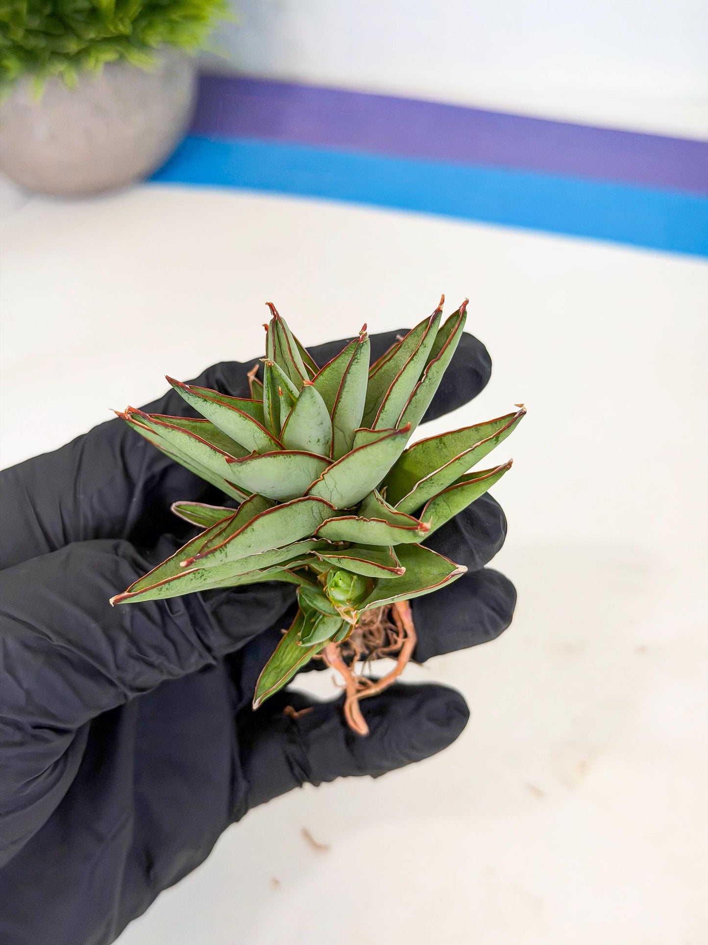 Sansevieria Baby Yoda (ca5) (r) | Dwarf hybrid