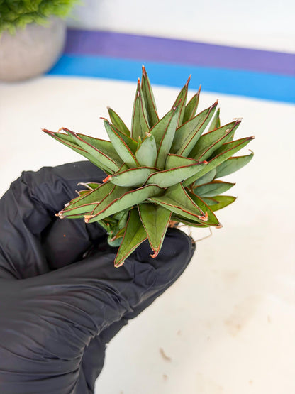 Sansevieria Baby Yoda (ca5) (g) | Dwarf hybrid