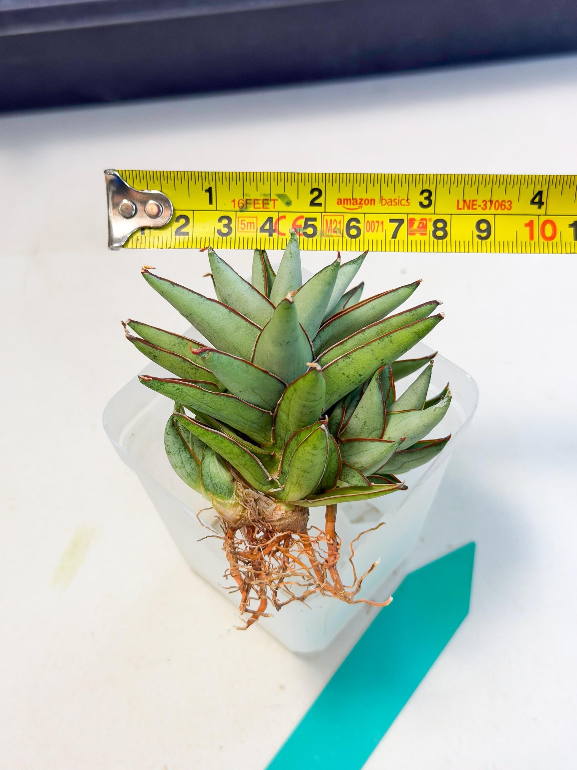 Sansevieria Baby Yoda (ca5) (g) | Dwarf hybrid