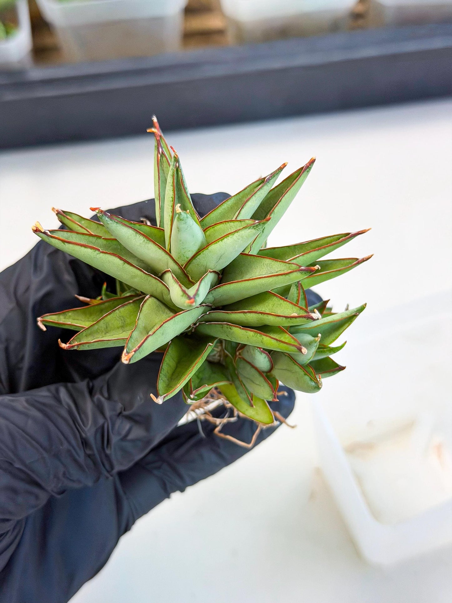 Sansevieria Baby Yoda (ca5) (g) | Dwarf hybrid
