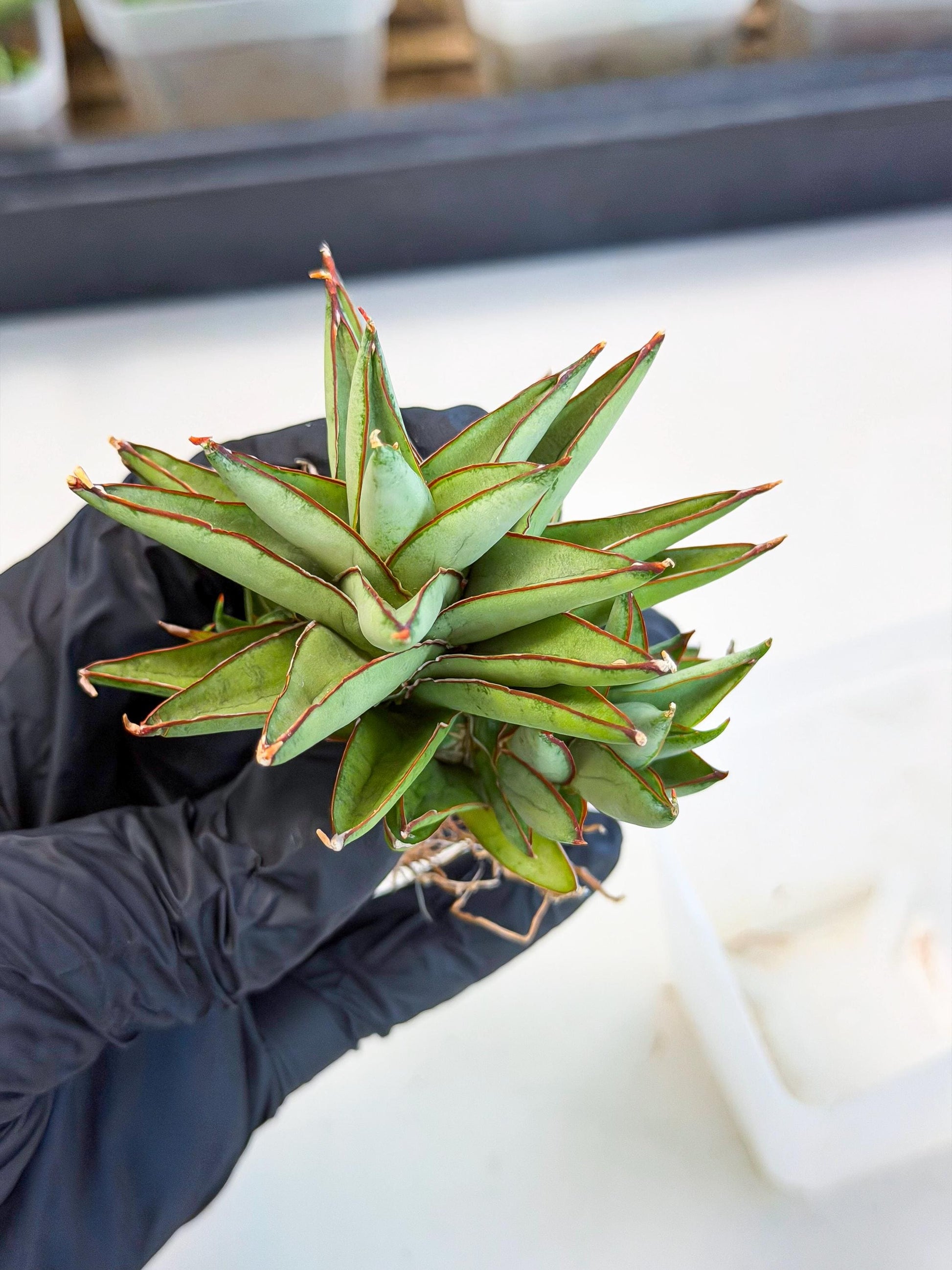 Sansevieria Baby Yoda (ca5) (g) | Dwarf hybrid