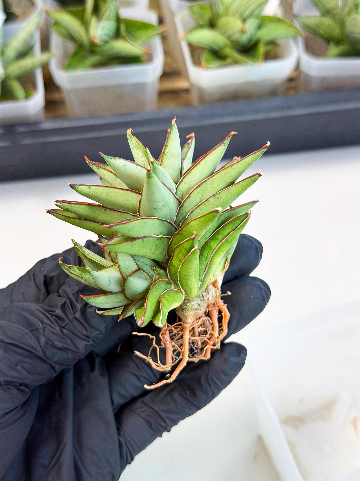 Sansevieria Baby Yoda (ca5) (g) | Dwarf hybrid