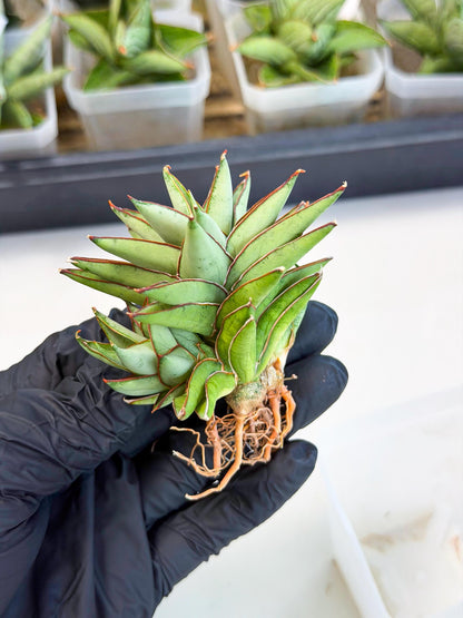 Sansevieria Baby Yoda (ca5) (g) | Dwarf hybrid