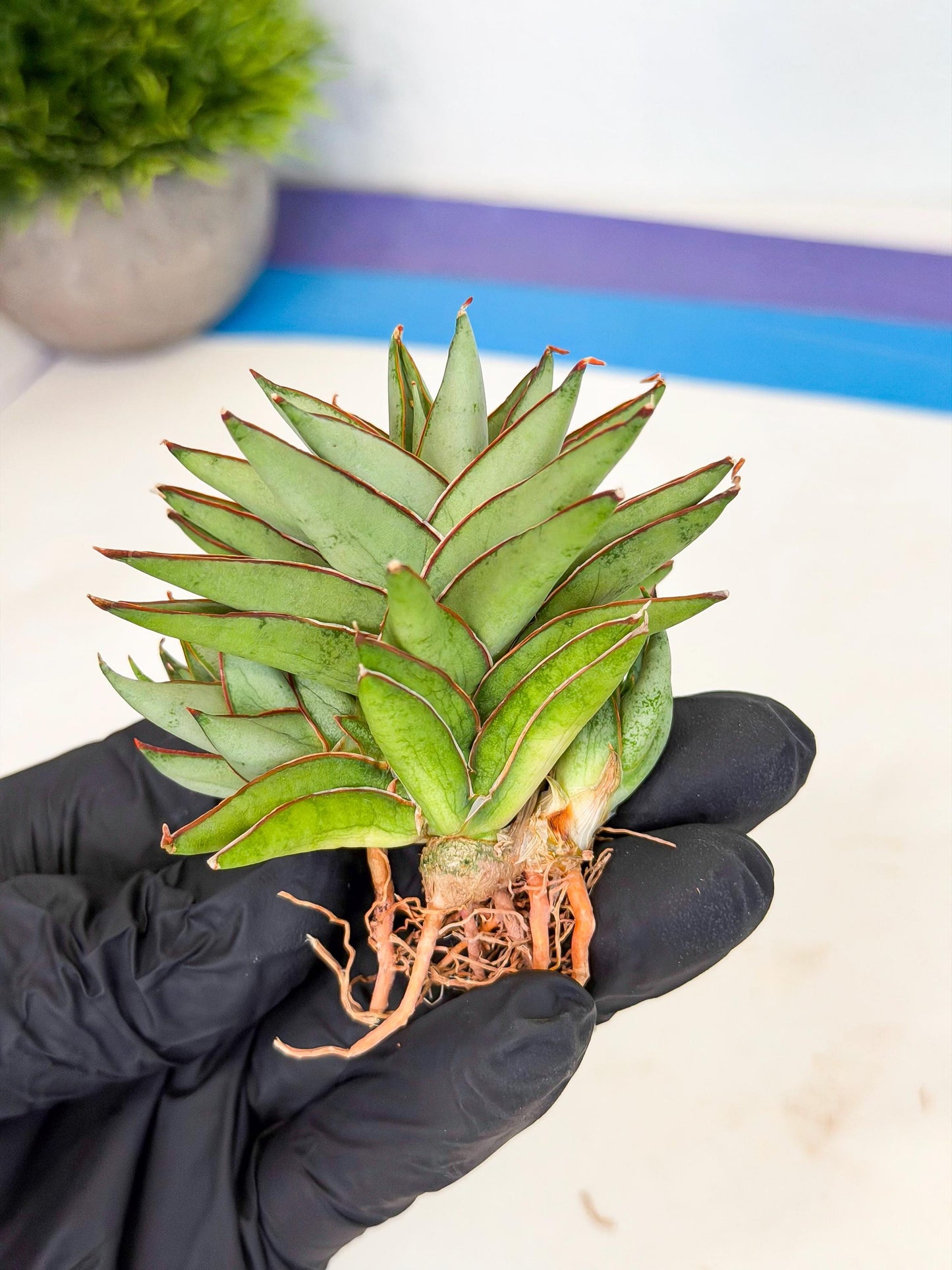 Sansevieria Baby Yoda (ca5) (g) | Dwarf hybrid