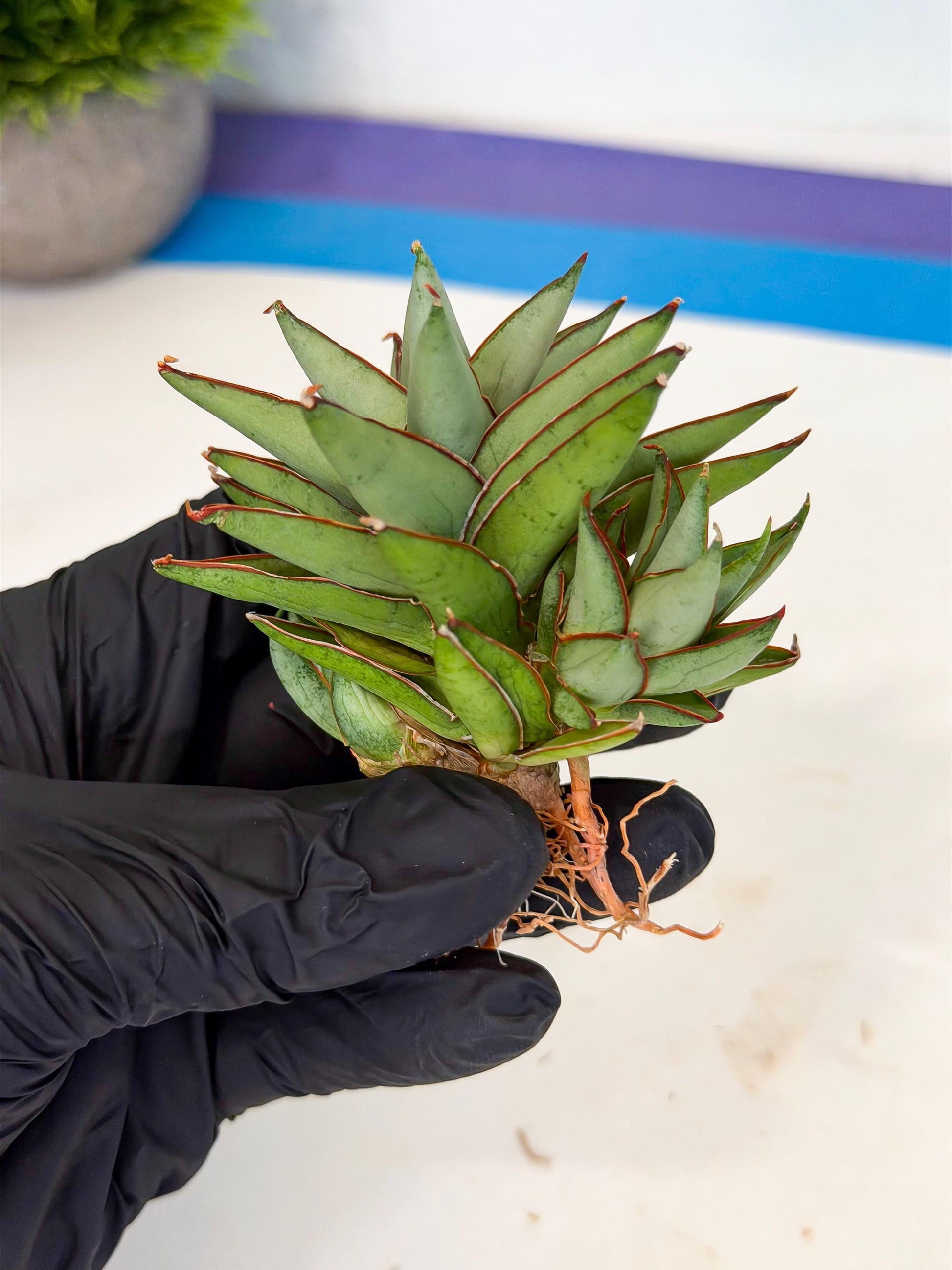 Sansevieria Baby Yoda (ca5) (g) | Dwarf hybrid