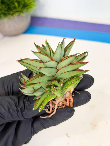 Sansevieria Baby Yoda (ca5) (g) | Dwarf hybrid