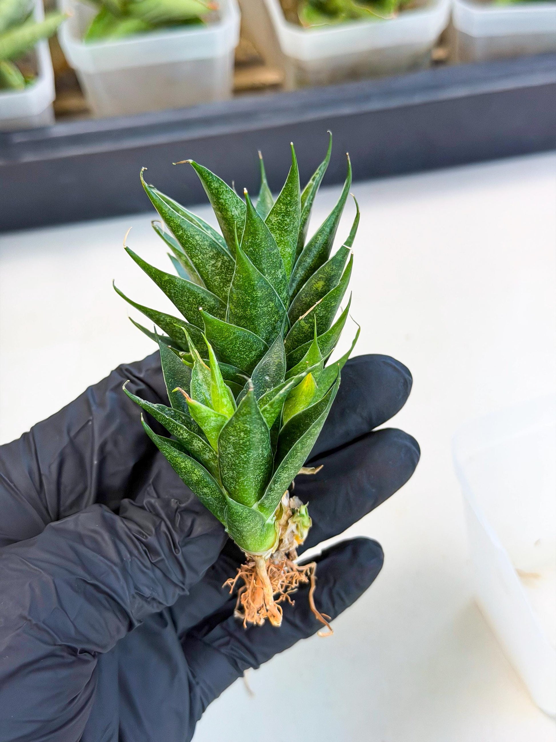 Sansevieria Ryujin (ca5) (y) | Dwarf hybrid