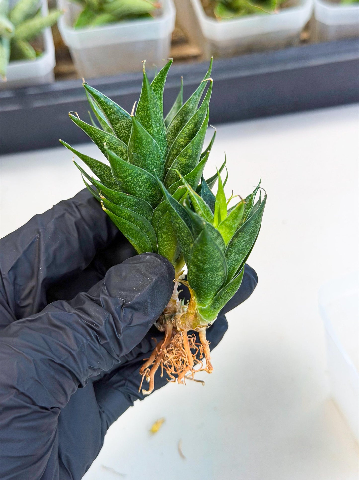 Sansevieria Ryujin (ca5) (y) | Dwarf hybrid