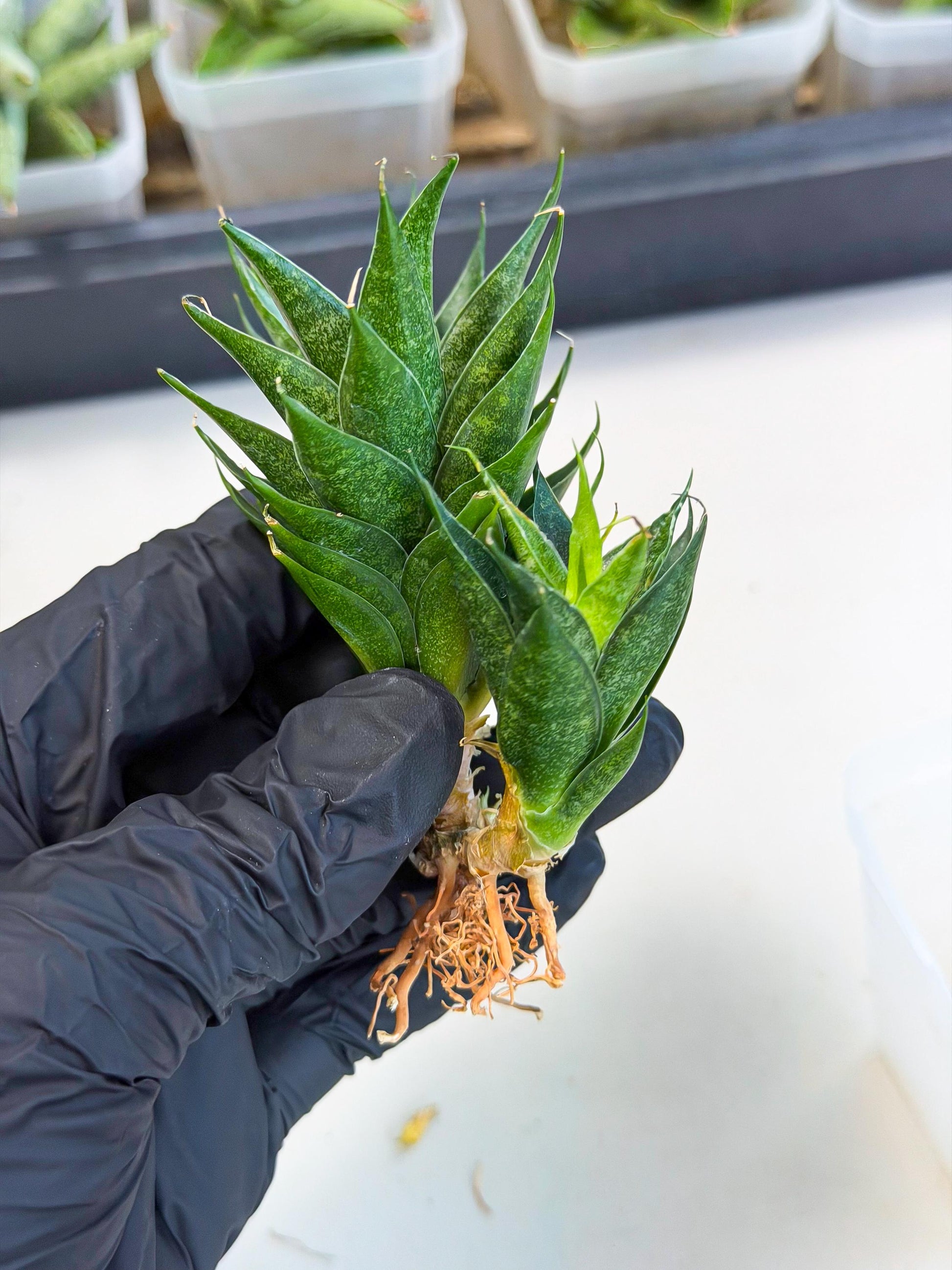 Sansevieria Ryujin (ca5) (y) | Dwarf hybrid
