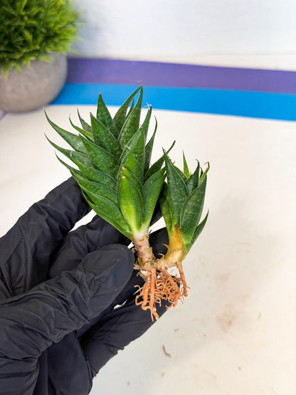 Sansevieria Ryujin (ca5) (y) | Dwarf hybrid