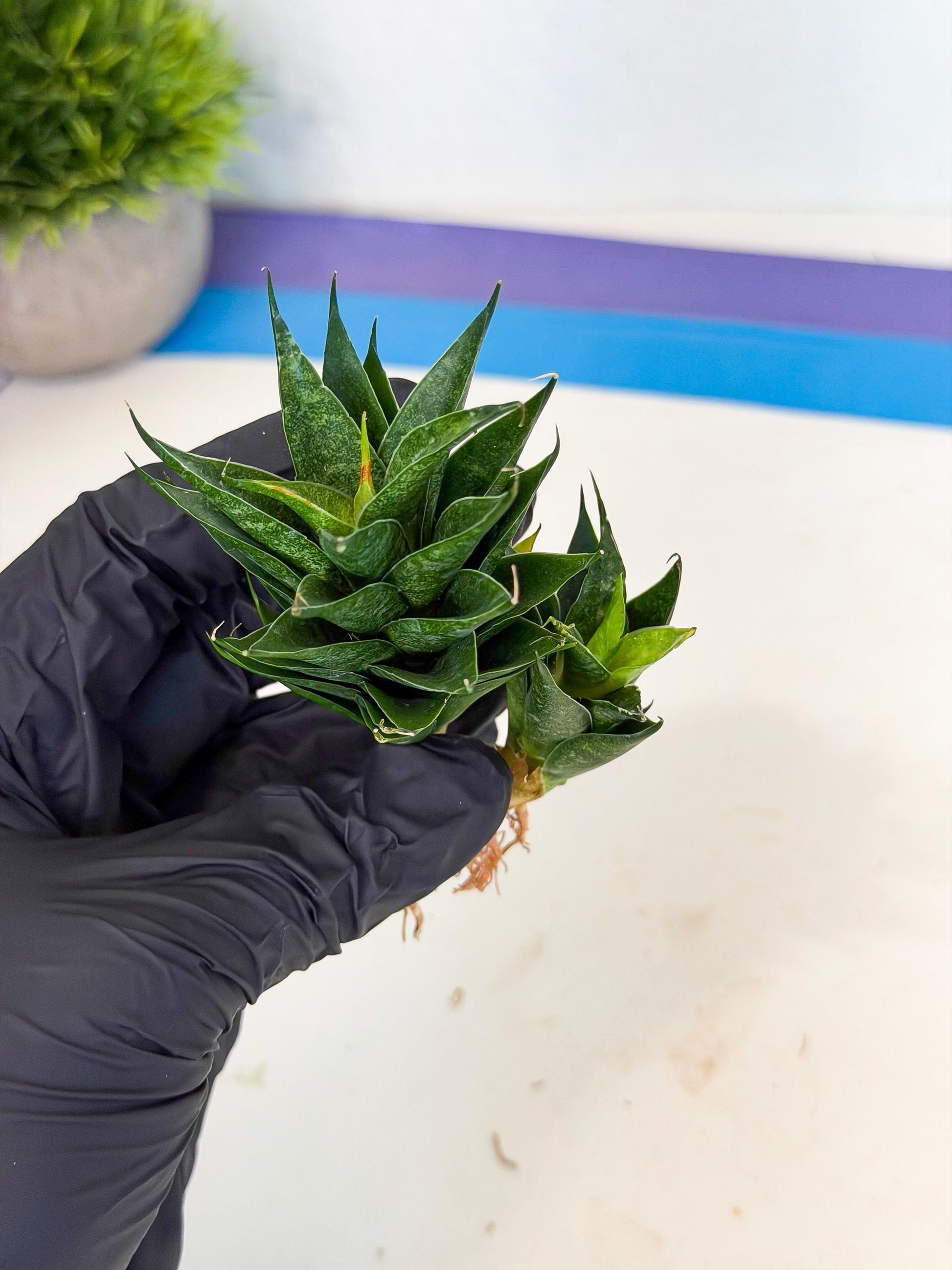 Sansevieria Ryujin (ca5) (y) | Dwarf hybrid