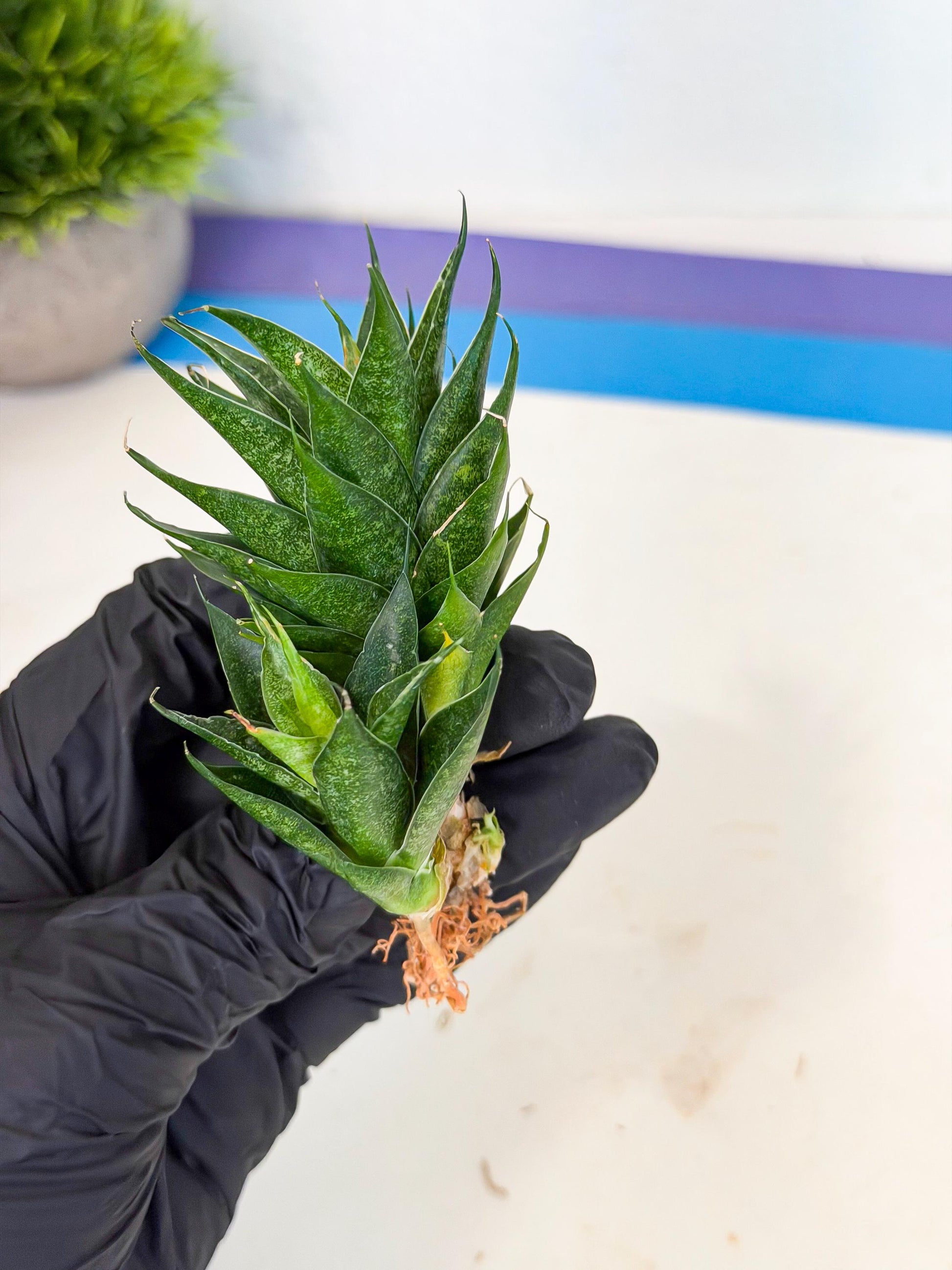 Sansevieria Ryujin (ca5) (y) | Dwarf hybrid