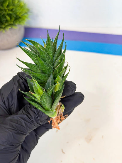 Sansevieria Ryujin (ca5) (y) | Dwarf hybrid