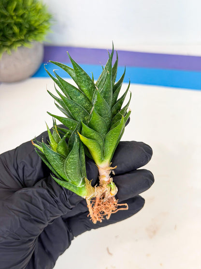 Sansevieria Ryujin (ca5) (y) | Dwarf hybrid